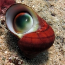 Turban Shell (Turbo sp.) with 