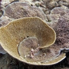 Two species of plating Montipora corals curling up together.