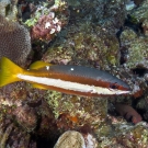 Two-spot Snapper (Lutjanus biguttatus)