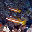 Two-spot Snapper (Lutjanus biguttatus)