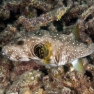 White-spotted Puffer (Arothron hispidus).