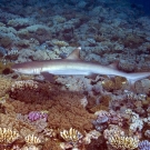 A small (1 meter) Whitetip Reef Shark (Triaenodon obesus) cruises over the shallow top of a coral bommie.