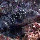 Whitespotted Grouper (Epinephelus caeruleopunctatus) being visited by a cleaner wrasse.