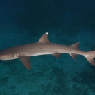 Whitetip Reef Shark (Triaenodon obesus)