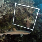 Whitetip Reef Shark (Triaenodon obesus) getting in the way of science.