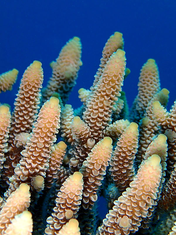 Tips of a branching Acorpora coral.