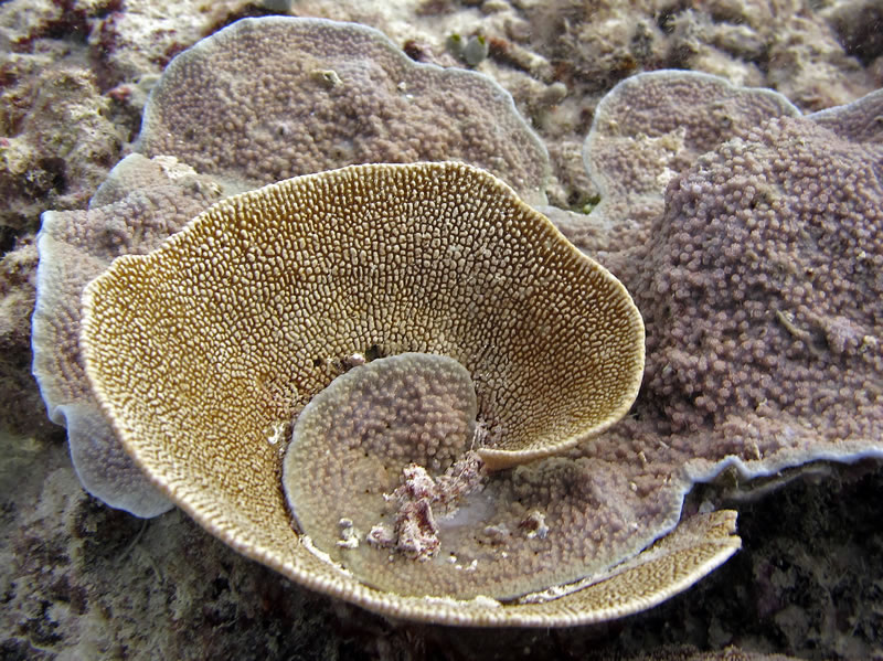 Two species of plating Montipora corals curling up together.