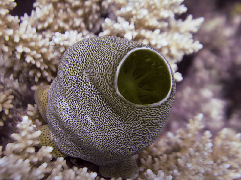Urn tunicate (Didemnum molle)