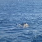 green-sea-turtle-mating-04