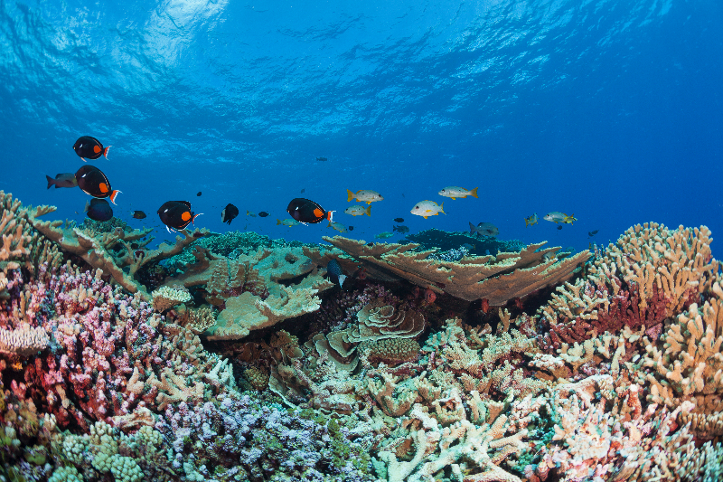 Healthy reef system with a variety of tropical fish and corals.