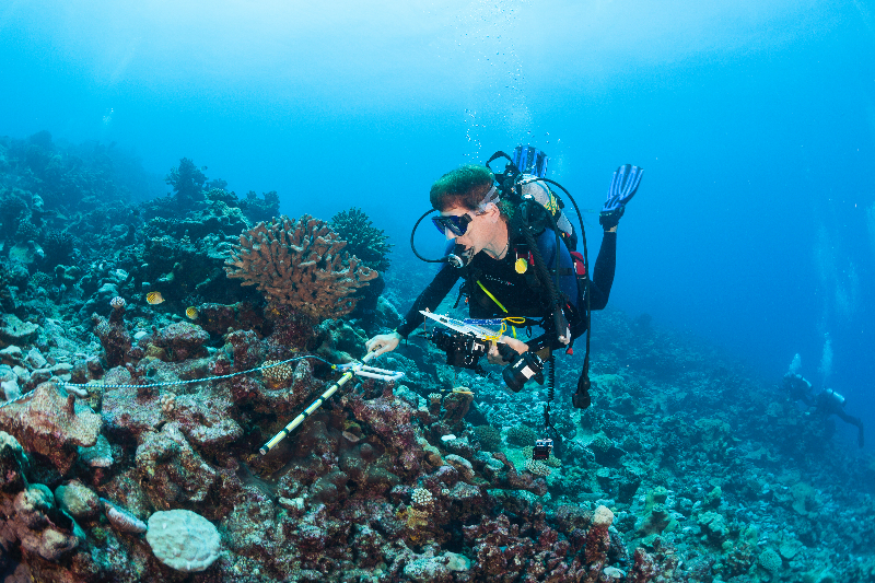 Dr. Andrew Bruckner measuring coral.