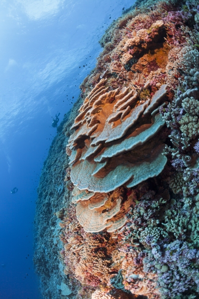 Healthy reef system with a variety of corals.