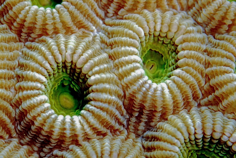 Macro Coral