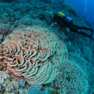 MR diver filiming healthy reef system.