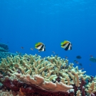Healthy reef system with masked bannerfish (Heniochs monoceros)