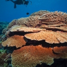 Acropora abrotanoides is the dominant coral in this image. With Megan Cook
