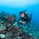 Dr. Andrew Bruckner measuring coral.