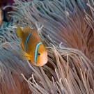 Orange-fin Anemonefish (Amphiprion chrisopterus) in host anemone (Heractis crispa)