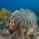 Reef: Lark Reef
