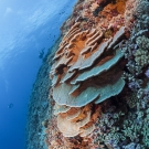 Healthy reef system with a variety of corals.