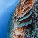 Healthy reef system with a variety of corals.