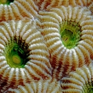 Macro Coral