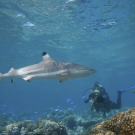Shark