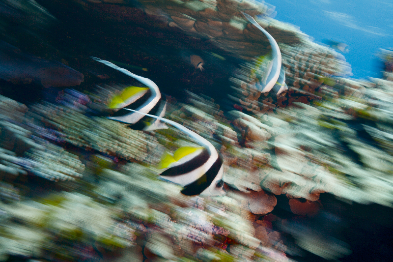 Motion blur shot of Longfin bannerfish.