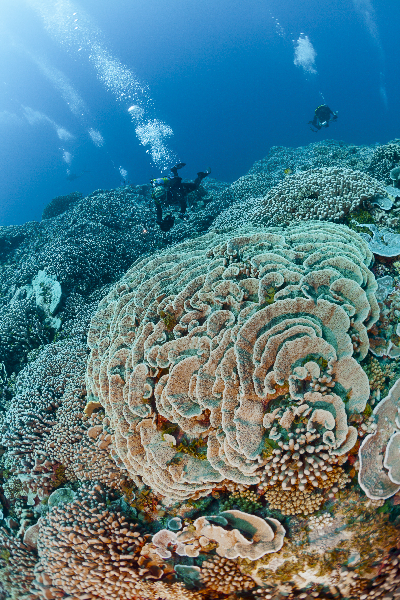 Acropora abrotanoides is the dominent coral in this image.