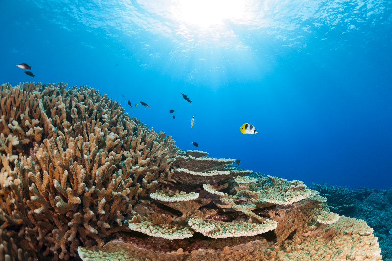 Acropora abrotanoides is the dominent coral in this image.