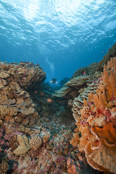 Megan Cook diving at heathy reef system.