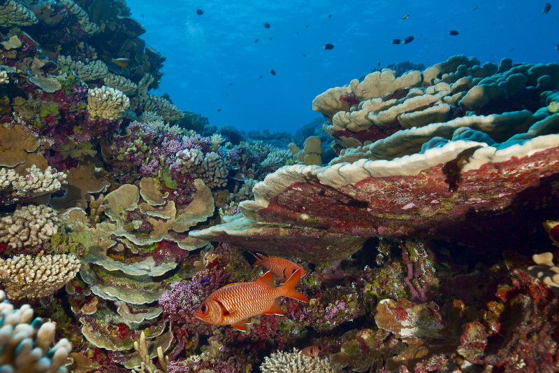 Soldierfish under branches of healthy coral reef system.