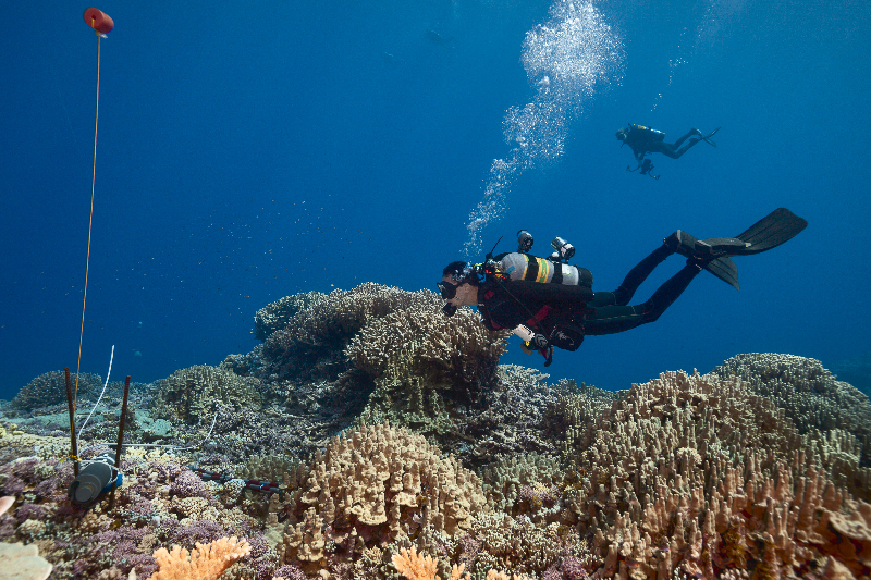 Joao Monteiro surveying reef system.