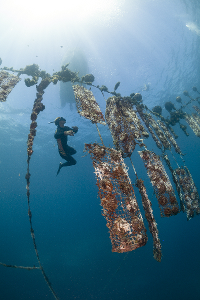 Pearl farm divers retrieving oyster nets in open ocean.