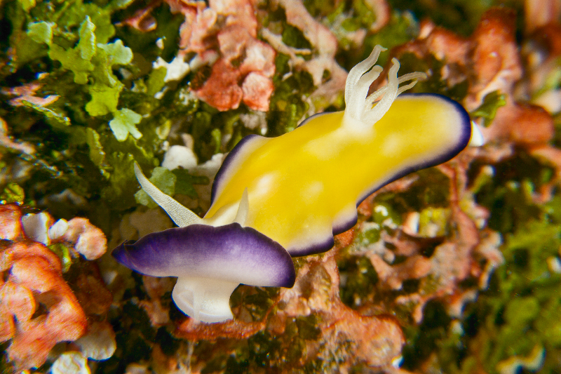 Unidentified species of nudibranch.