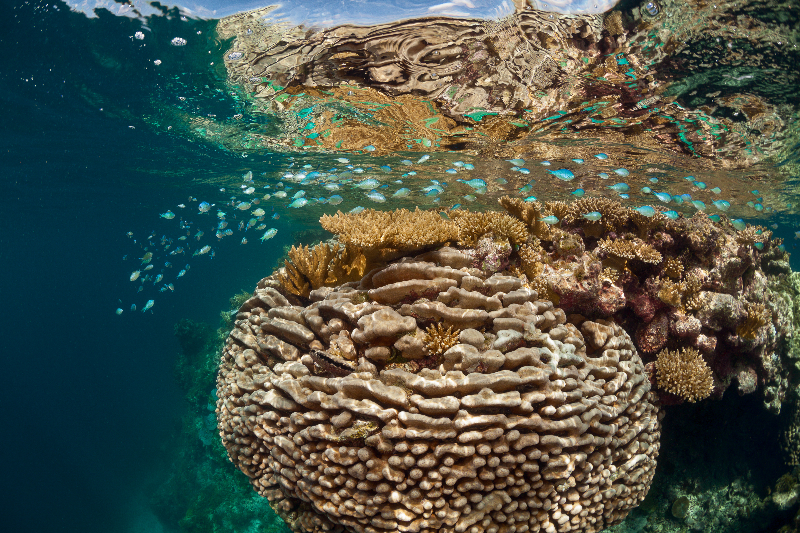 Pavona is the dominant coral in this image.  Acropora is directly at the surface in this shallow water environment. Blue chromis schooling at the surface.