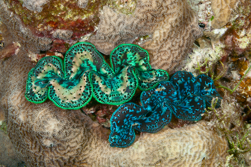 Giant clam surrounded by Coscinaraea coral.