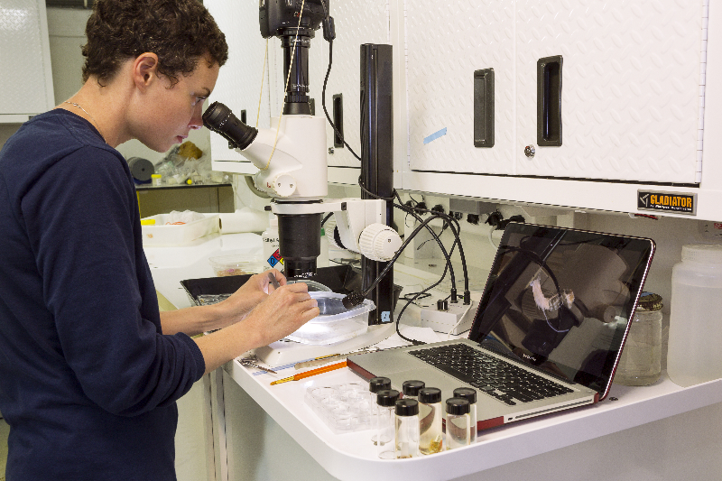 Scientist, Jenna Moore, using camera and microscope system to identify tiny marinelife collected.