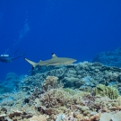 Grey reef shark swimming in a healthy coral reef system.