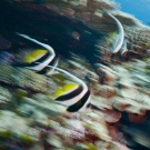 Motion blur shot of Longfin bannerfish.