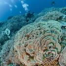 Acropora abrotanoides is the dominent coral in this image.