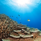 Acropora abrotanoides is the dominent coral in this image.