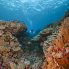 Megan Cook diving at heathy reef system.