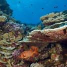 Soldierfish under branches of healthy coral reef system.