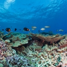 Healthy reef system with a variety of tropical fish and corals.