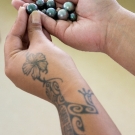 Beautiful black pearls of the Gambier Islands held by a pearl farm technician.  Showing traditional tattooing on arm.