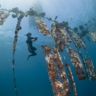 Pearl farm divers retrieving oyster nets in open ocean. 