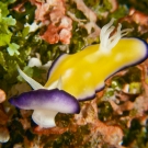 Unidentified species of nudibranch.