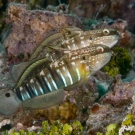 Half-banded goby.