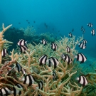 Fine branching Acropora with a school of Humbug Dascyllus damselfish.